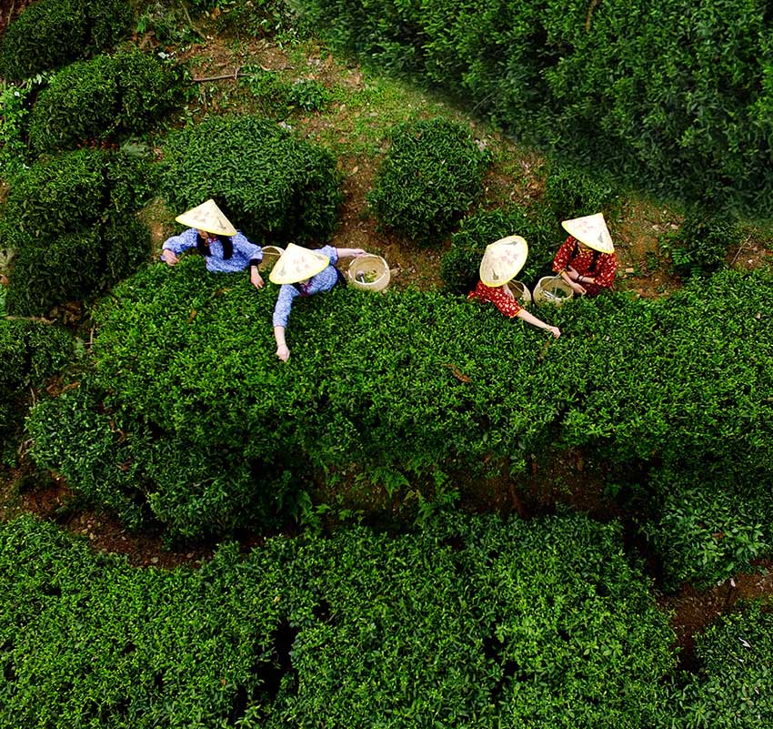 白石采茶忙--魯力