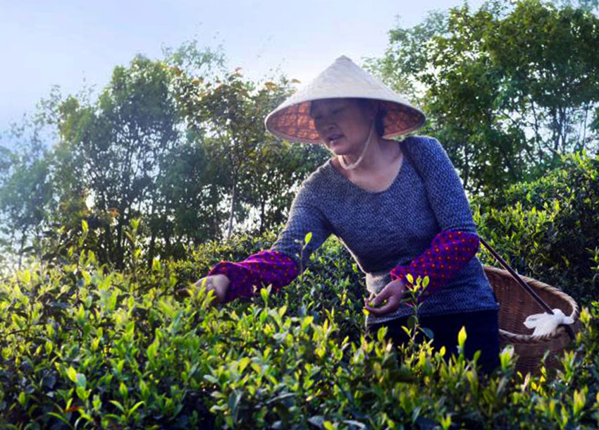 白石采茶女-方新群