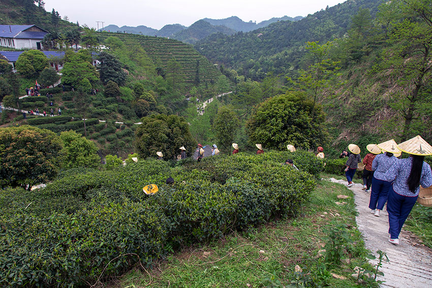 白石采春茶--湯旭東