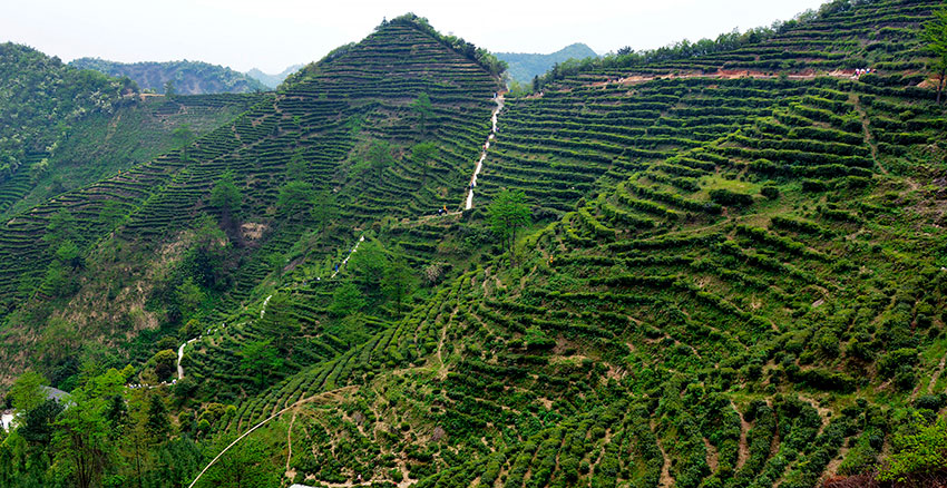 白石高山茶園---萺勇