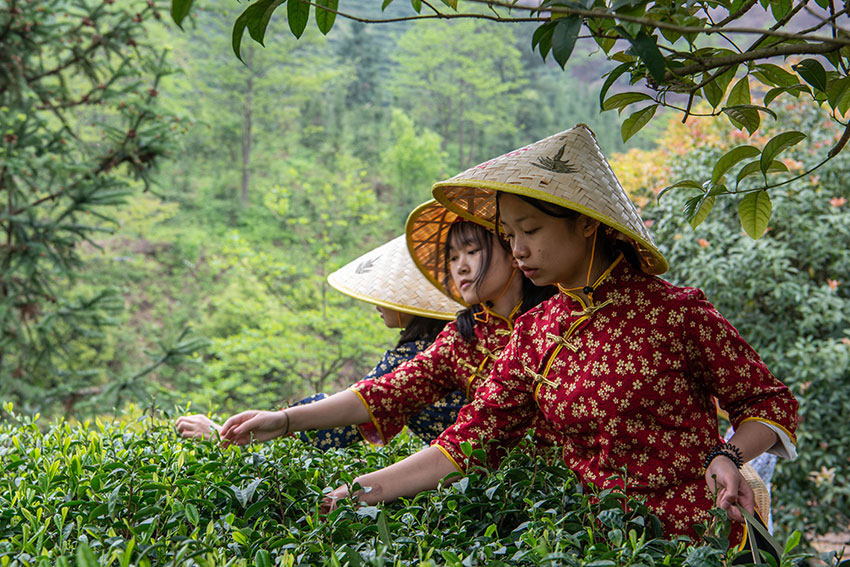 白石嶺上采茶忙--楊一九