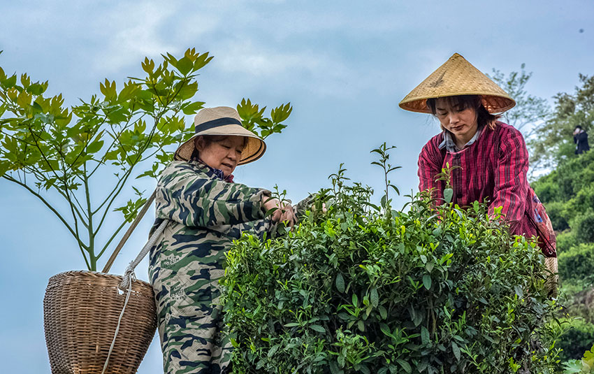 高山采茶---張愛群