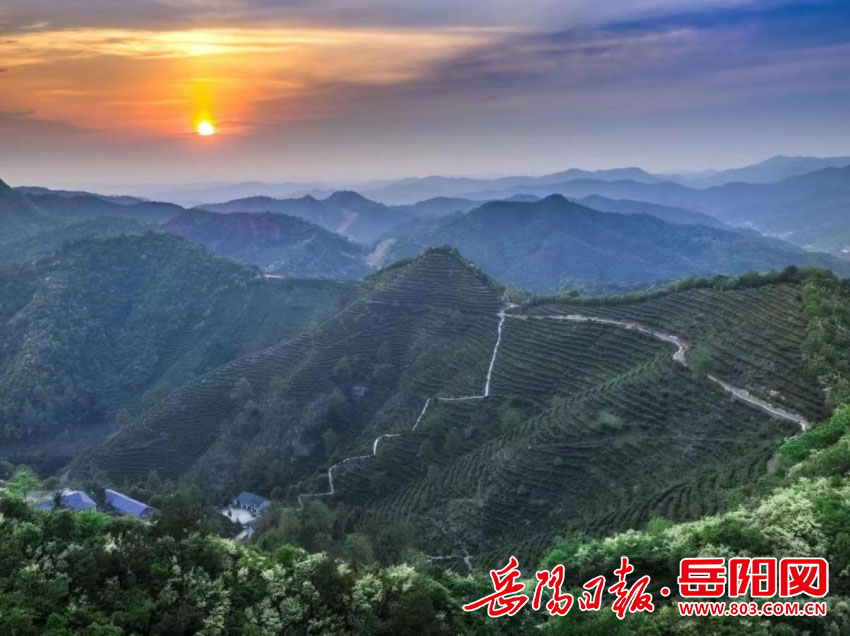 鄉(xiāng)村振興丨來臨湘白石茶園 赴一場春茶之約