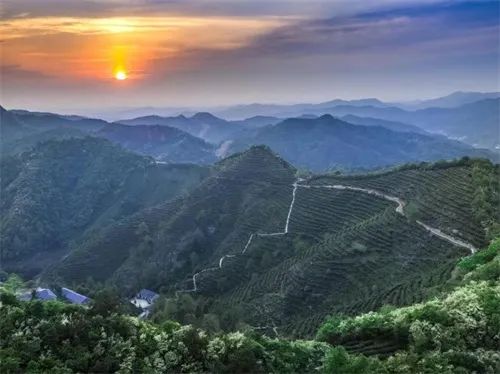 新華資訊網(wǎng) || 來臨湘白石茶園體驗“龍脊梯田”層層疊疊的壯美