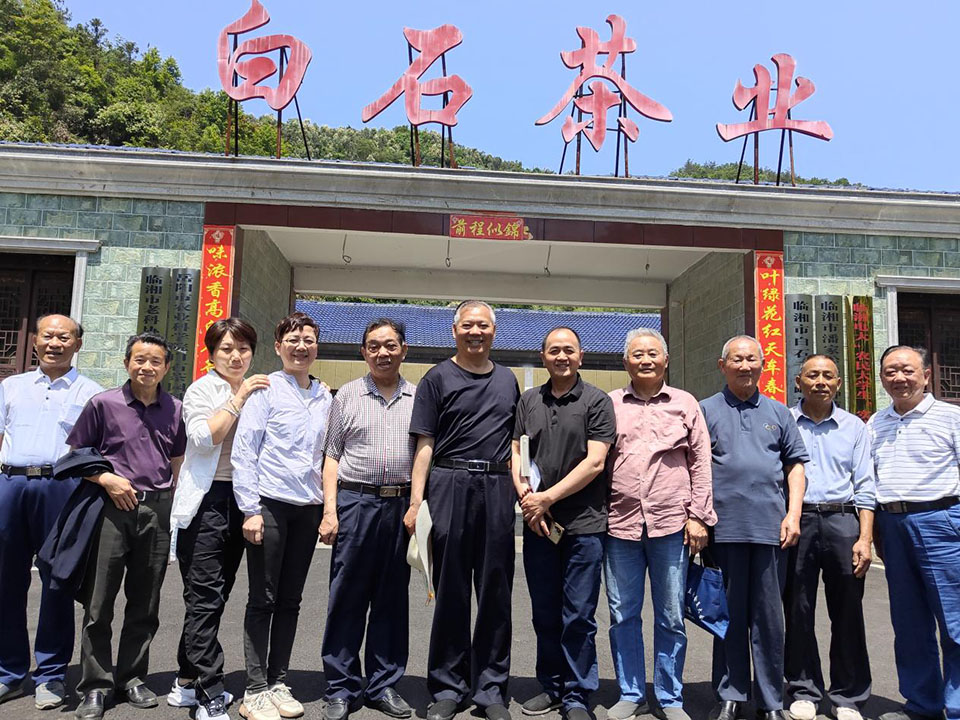 白石茶業(yè)禮贊——慶祝2024年國際茶日