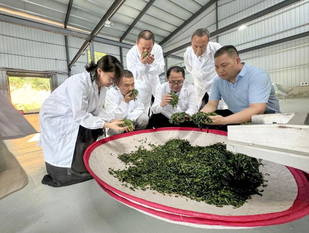 崗站聯(lián)動，專家問診！科技助力岳陽茶產(chǎn)業(yè)高質(zhì)量發(fā)展