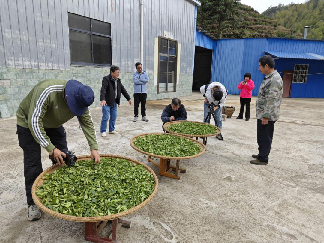 央視《地理·中國》欄目組來白石茶園取景拍攝