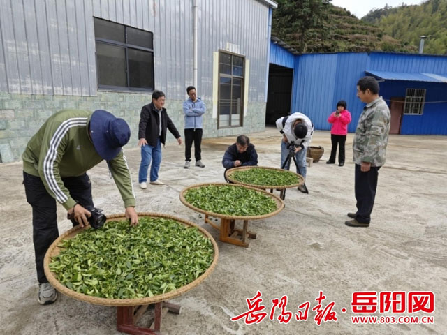 央視《地理·中國》欄目組來白石茶園取景拍攝