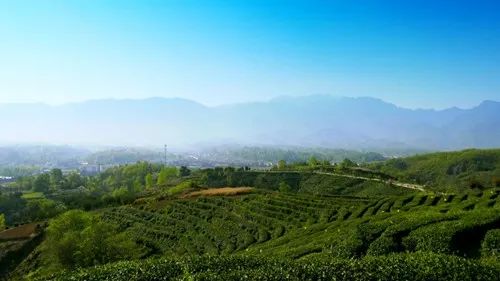 岳陽網(wǎng) | 天車嶺 一張锃亮的茶旅文化名片