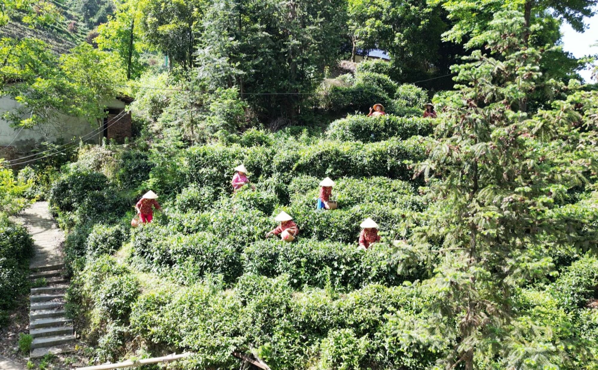 白石茶園：體驗采茶制茶 喜迎國際茶日
